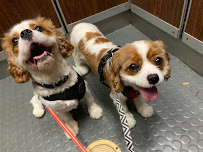 Benterprise Dog Walking LLC - Photo 3 - Car repair in , Manhattan