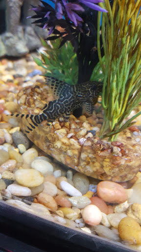 Pet Store «Pets Warehouse», reviews and photos, 177 Glen Cove Rd, Carle Place, NY 11514, USA