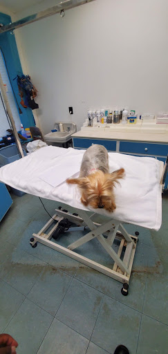 Greene Street Animal Care