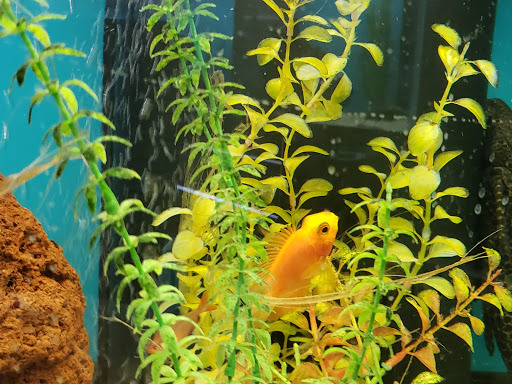 Pet Store «Pet Advantage», reviews and photos, 350 Dorset St # 1, South Burlington, VT 05403, USA