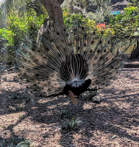 Tourist Attraction «Stanleyville Theater», reviews and photos, 10165 N Malcolm McKinley Dr, Tampa, FL 33612, USA