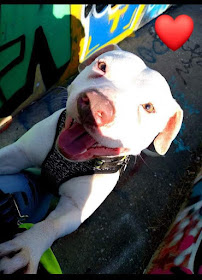 Paw Prints Pet Services - Photo 7 - Car repair in York, PA, York