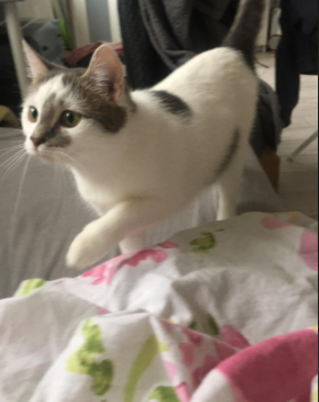 Pet Supply Store «PetSmart», reviews and photos, 3370 Shoppers Dr, McHenry, IL 60050, USA