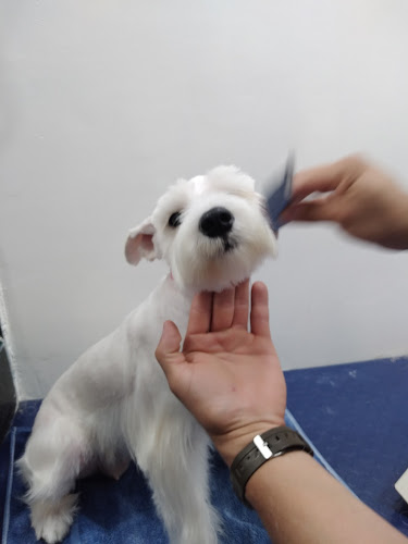 Kibo Dog grooming - Peluquería