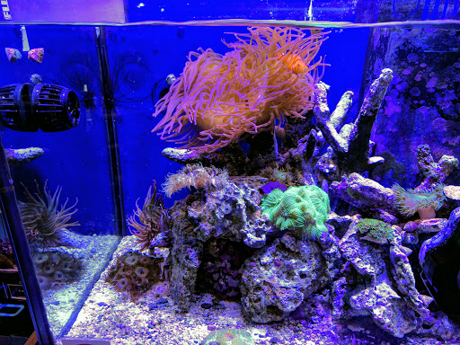 Tropical Fish Store «Reef eScape», reviews and photos, 11141 Lee Hwy, Fairfax, VA 22030, USA