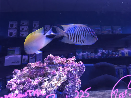 Tropical Fish Store «Reef Oasis», reviews and photos, 7669 Mentor Ave, Mentor, OH 44060, USA