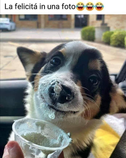 Pensioni per cani e dog hotel a Pelo Pinna Piuma