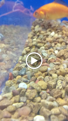 Pet Supply Store «PetSmart», reviews and photos, 3340 FM 544 Ste 800, Wylie, TX 75098, USA