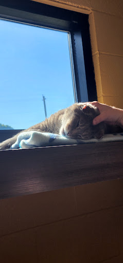 Animal Shelter «One of A Kind Pet Rescue», reviews and photos, 1929 W Market St, Akron, OH 44313, USA