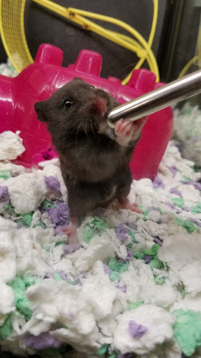 Pet Supply Store «PetSmart», reviews and photos, 2028 Miamisburg Centerville Rd, Dayton, OH 45459, USA