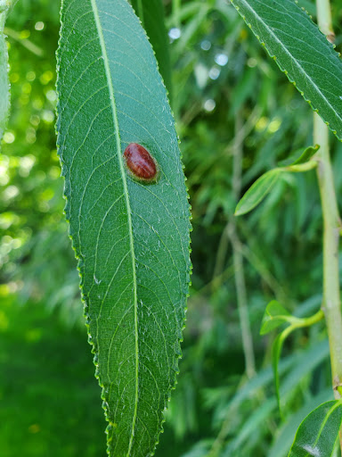 Shopping Mall «Ivy Place Shopping Village», reviews and photos, 4700 900 E, Salt Lake City, UT 84117, USA
