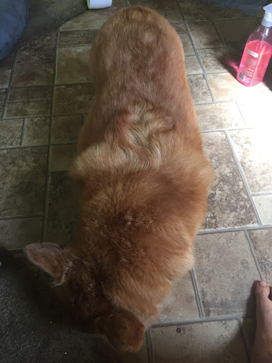 Pet Store «Pet Central», reviews and photos, 13004 SE Kent-Kangley Rd, Kent, WA 98030, USA