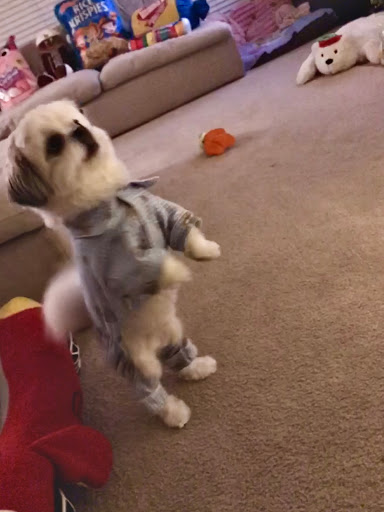 Pet Supply Store «PetSmart», reviews and photos, 19075 Interstate 45 S, Shenandoah, TX 77385, USA