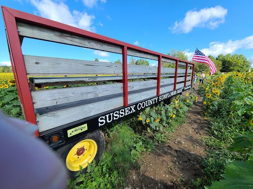 Tourist Attraction «Sussex County Sunflower Maze», reviews and photos, 101 Co Rd 645, Sandyston, NJ 07826, USA