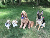 Loyal K-9 - Photo 9 - Car repair in Commerce Township, MI, South Lyon