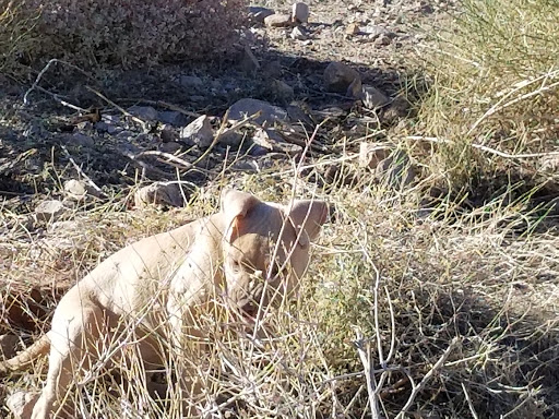 Visitor Center «Lake Mead Visitor Center», reviews and photos
