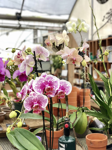 Orchid Gallery - formerly - Orchids By Hanks Chapel