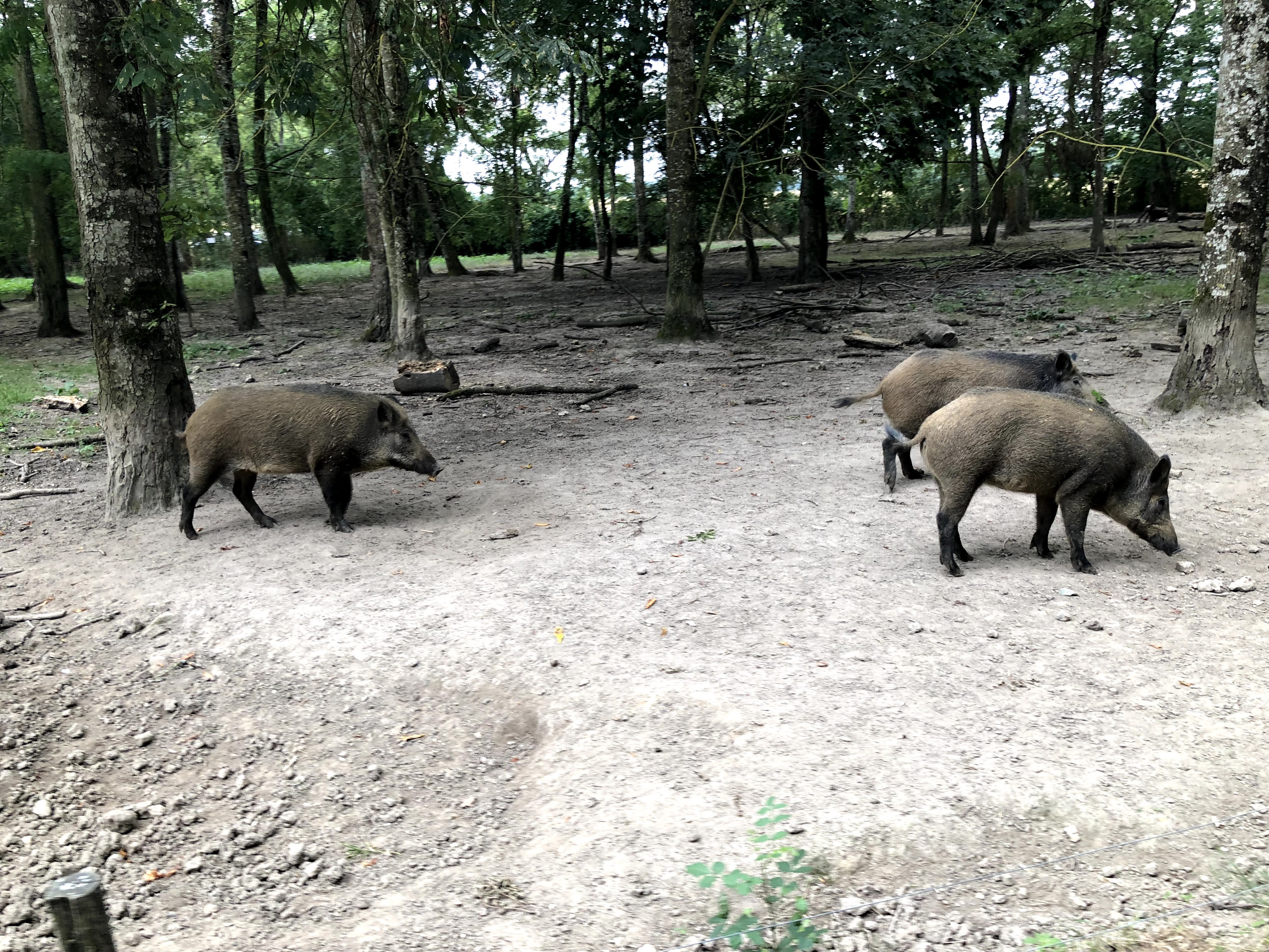 Photo n° 11 de l'avis de Julien.o fait le 27/07/2018 à 17:41
