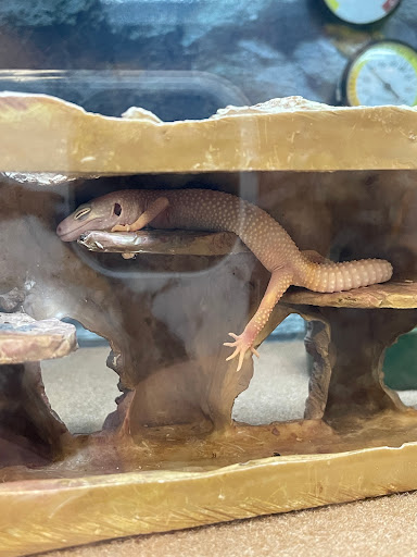 Pet Supply Store «Petco Animal Supplies», reviews and photos, 5994 Montana Ave, El Paso, TX 79925, USA