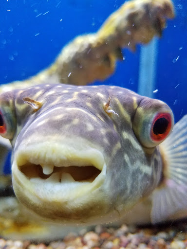 Pet Store «Pet Paradise Grooming», reviews and photos, 1115 Pueblo Blvd Way, Pueblo, CO 81005, USA