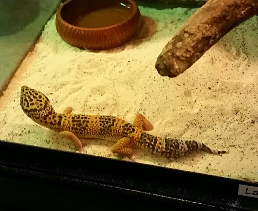 Pet Store «Fins and Skins», reviews and photos, 8451 49th St N, Pinellas Park, FL 33781, USA