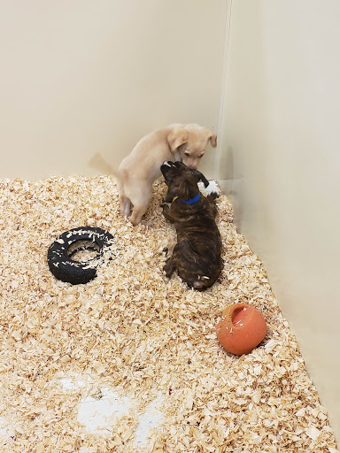 Pet Store «The Pet Shop», reviews and photos, 1988 MacArthur Rd, Whitehall, PA 18052, USA