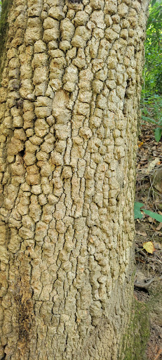 Tourist Attraction «North Anna Battlefield Park», reviews and photos, 11576 Verdon Rd, Doswell, VA 23047, USA