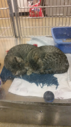 Pet Supply Store «PetSmart», reviews and photos, 8500 N Evanston Ave, Kansas City, MO 64157, USA