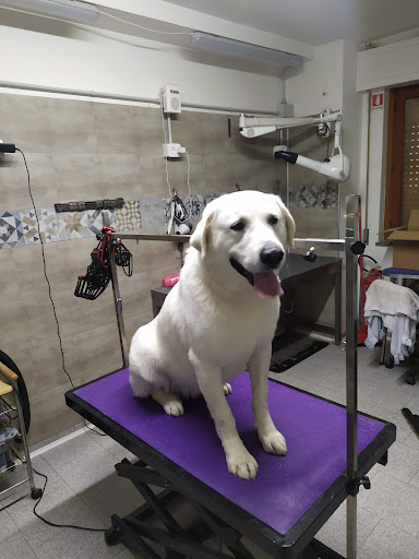 Pensioni per cani e dog hotel a Coccole e Relax