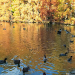 Photo n°4 de l'avis de Viviana.i fait le 29/10/2020 à 22:05 sur le  Ristorante Pizzeria Milana à Imola