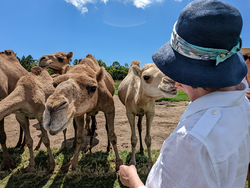 QCamel Camel Milk Dairy Farm