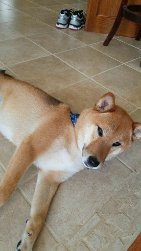 Pet Store «Pet Depot», reviews and photos, 22069 US-72 i, Athens, AL 35613, USA