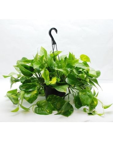 Florist «The Flower Bucket», reviews and photos, 7700 N Lamar Blvd, Austin, TX 78752, USA