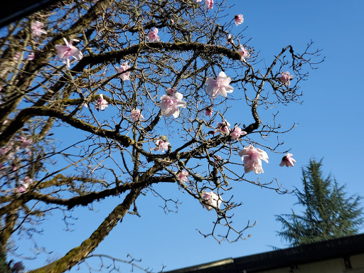 Park «Willamette Heights Park», reviews and photos, 508 Valley View, Springfield, OR 97477, USA