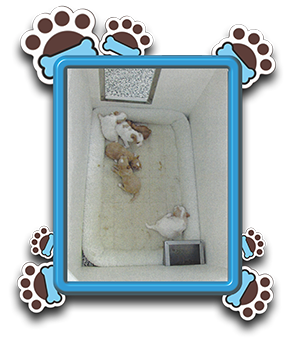 Pet Store «AA Ridgewood Kennels II», reviews and photos, 5401 Lincoln Hwy, Gap, PA 17527, USA