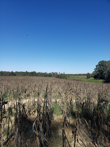 Tourist Attraction «Sugar Hill U-pick Farms», reviews and photos, 3595 Co Rd 59, Verbena, AL 36091, USA