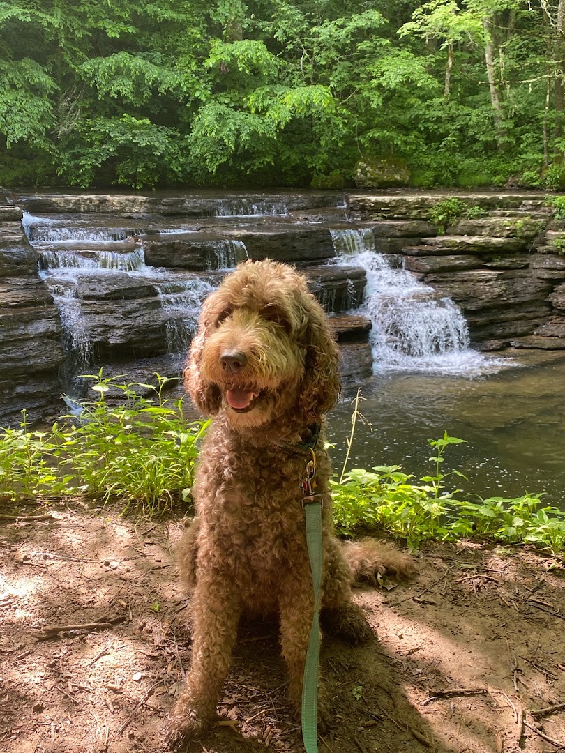 Davis Doodles Labradoodles