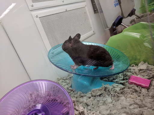 Pet Supply Store «Petco Animal Supplies», reviews and photos, 3264 Buford Dr NE #110, Buford, GA 30519, USA