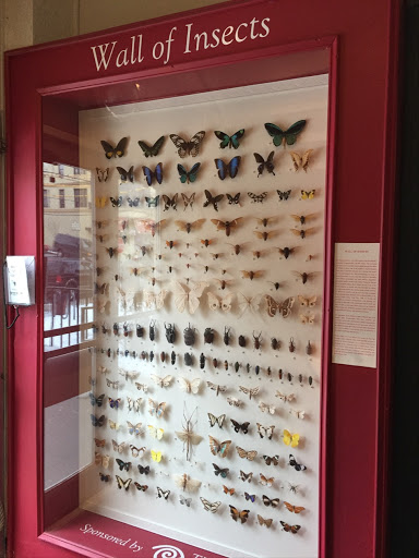 Museum «Staten Island Museum», reviews and photos, 75 Stuyvesant Pl, Staten Island, NY 10301, USA