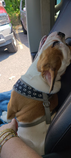 Pet Store «Village Pet Shop», reviews and photos, 701 N Black Horse Pike, Williamstown, NJ 08094, USA