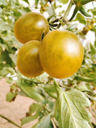 Fundación Produce Sinaloa