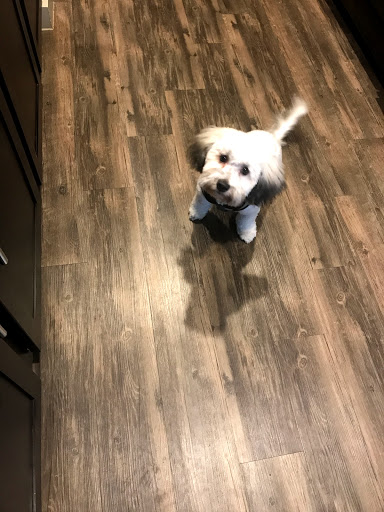 Pet Groomer «Purr-fect Pets Georgetown», reviews and photos, 1915 N Austin Ave, Georgetown, TX 78626, USA