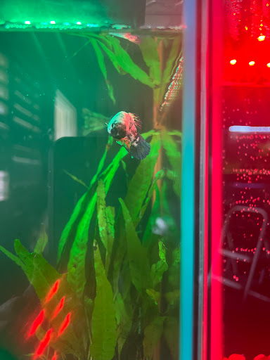 Pet Supply Store «Petco Animal Supplies», reviews and photos, 9137 Central Ave a, Montclair, CA 91763, USA