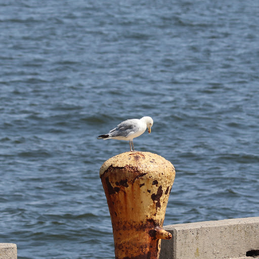 Monument «Tear Drop Memorial», reviews and photos, 51 Port Terminal Blvd, Bayonne, NJ 07002, USA