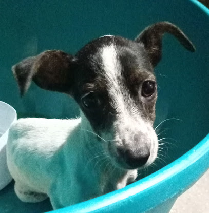 CENTRO VETERINARIO 'MUNDO MAYA'