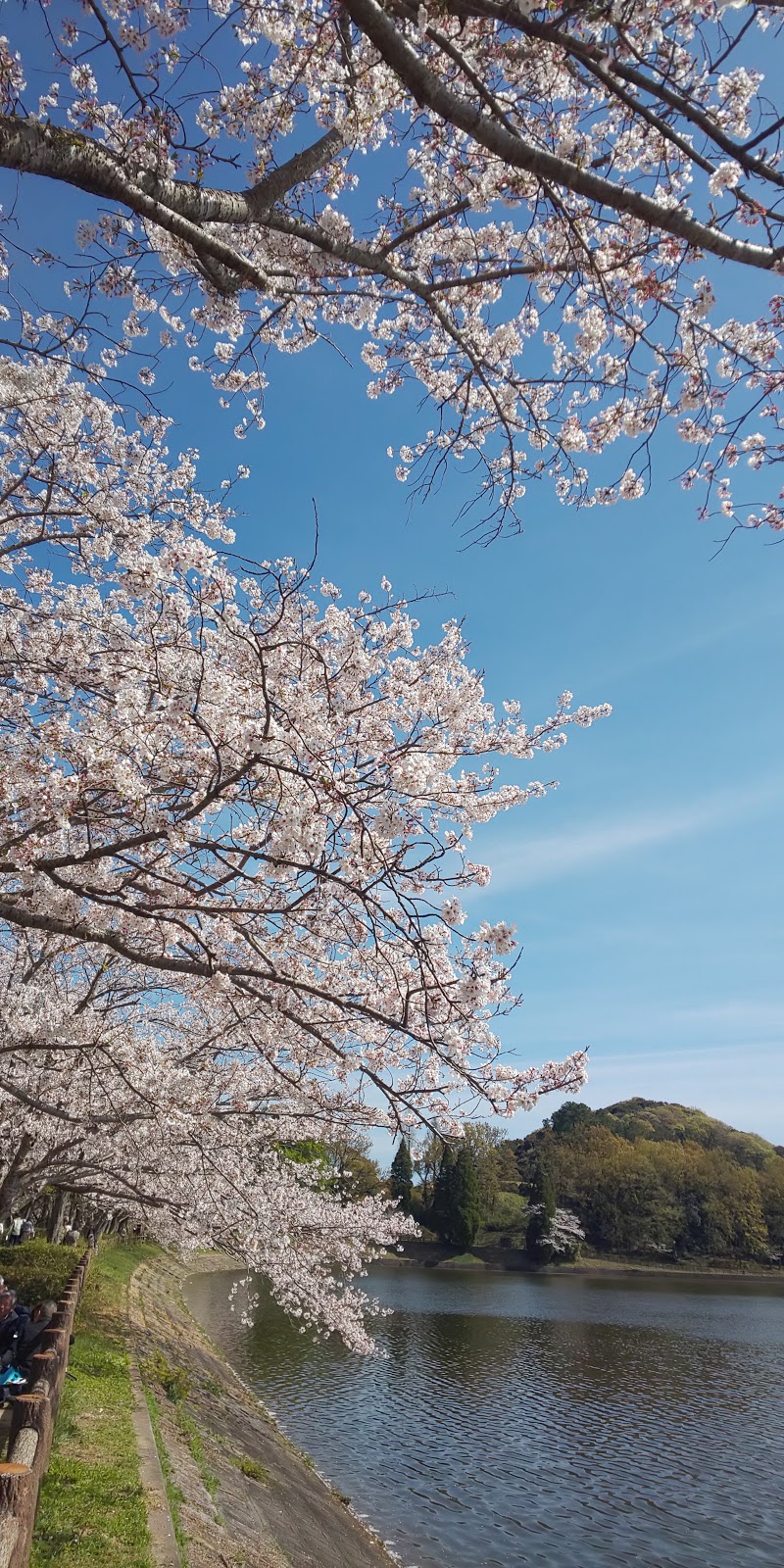 立岡自然公園 熊本県宇土市花園町 公園 公園 グルコミ