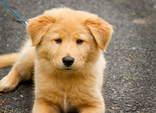 Jeep Dealer «Starr Motors», reviews and photos, 2584 Pruden Blvd, Suffolk, VA 23434, USA