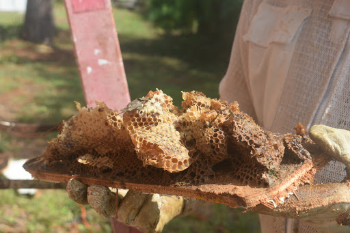 Bursting Bees