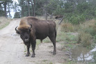 parc bisons d’europe Sainte-Eulalie