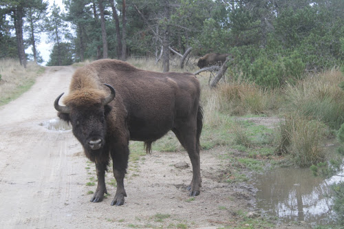 attractions parc bisons d’europe Sainte-Eulalie